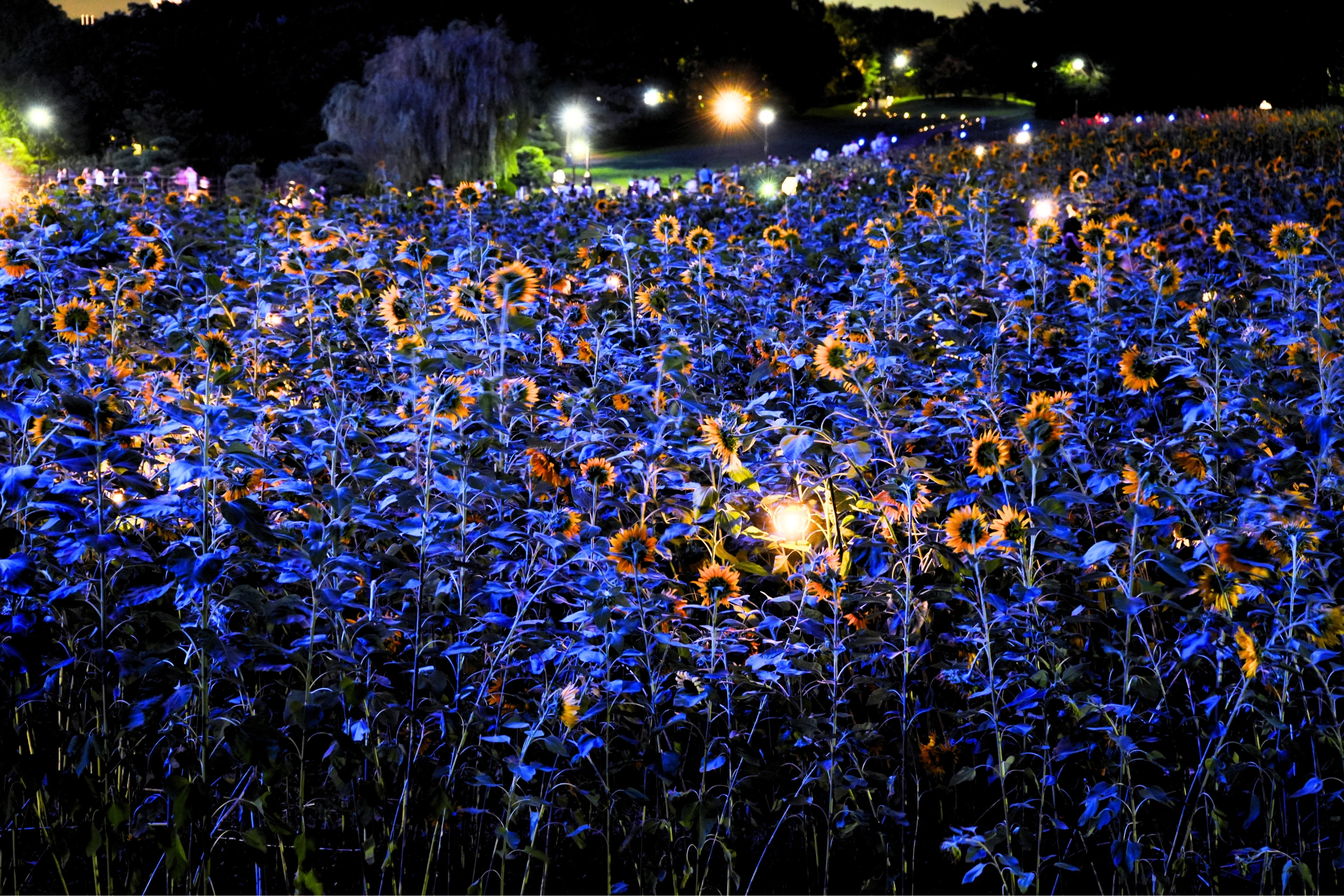 花と光のムーブメント